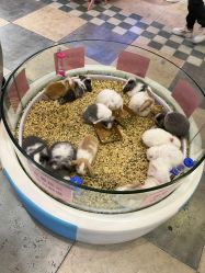 -卡通尼·Safari非洲探索乐园·生日会(金桥国际商业广场店)