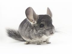 -龙猫仔乐园(惠福东路店)