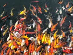 -大门水乡·顺德菜