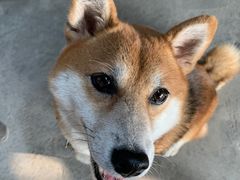 -柴犬高等学院·狗咖·柴犬售卖·宠物训练