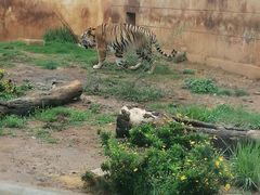 -昆明动物园
