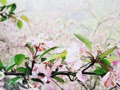 -南山植物园