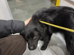 -瑞派雷欧宠物医院·24h夜诊·心脏骨科牙科·全科重症转诊中心(无影山店)