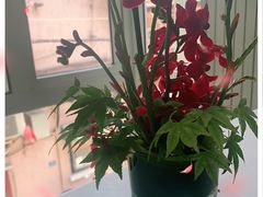 -蝶舍·MAISON PAPILLON