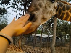 -清迈夜间动物园