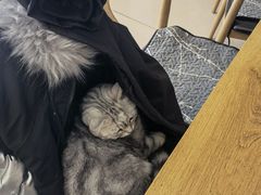 -平行世界·猫咖(首经贸店)