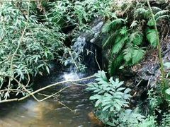 -滴水岩森林公园