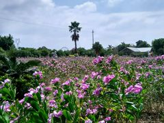-广东花都香草世界旅游度假区