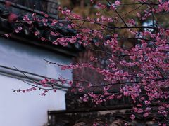 -八大山人梅湖景区
