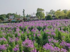 -荷兰花海