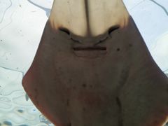 -悉尼海洋生物水族馆