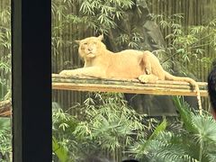 -广州长隆野生动物世界