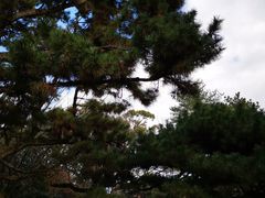 -京都御所
