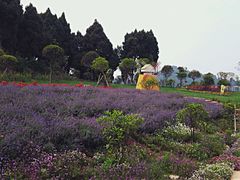 -中国香山·寿香谷