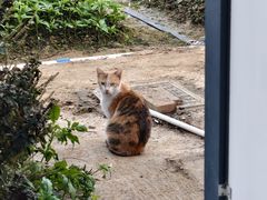 -隔田烧鸡