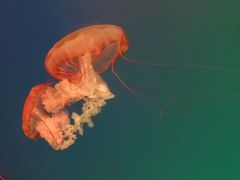 -福州罗源湾海洋世界旅游区