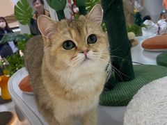 -COLOR PETS 撸猫馆·购猫·猫咖(长风大悦城店)
