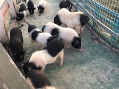 -灵玲国际马戏城