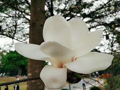-东莞植物园