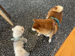 -小意思咖啡店(草桥店)