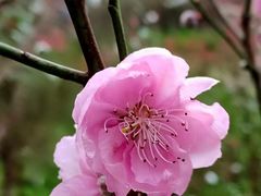-桃花涧