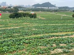 -光明小镇欢乐田园