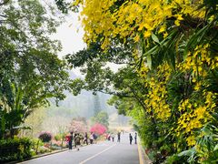 -深圳仙湖植物园