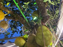 -涠洲岛香蕉鸡