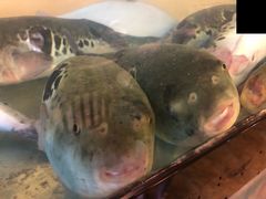 -天正河鲀·河豚亭(大连店)