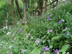 -银树楼(紫玉山庄东区店)