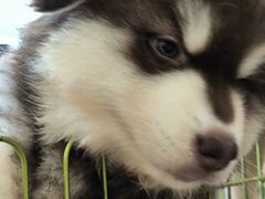 -Let's go狗咖·猫咖·奶狗·桌游(春熙路IFS店)