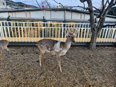 -丽泽山庄·生态怀柔菜·虹鳟鱼(红螺寺店)