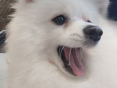 -怪兽屋·羊驼·猫咖·狗咖(俊华广场店)