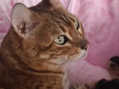 -北京观赏动物医院·24小时大型综合·猫专科·异宠专科