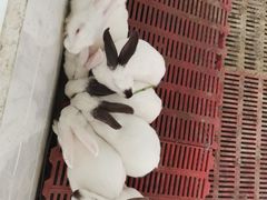 -洪湖家庭农场·团建·露营·会议