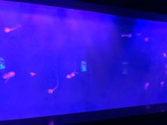 -瑞普利水族馆