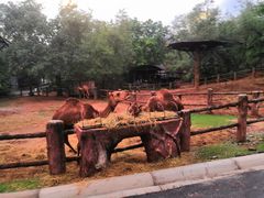 -清迈夜间动物园