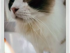 -糯米喵星人·撸猫猫舍咖啡馆(西市场嘉华店)