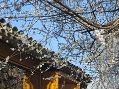 -春风习习