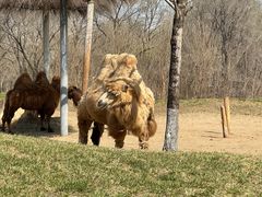 -北京野生动物园