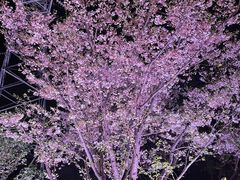 -西北湖绿化广场