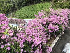 -深圳仙湖植物园