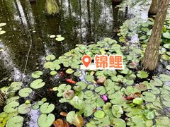 -池杉湖湿地公园