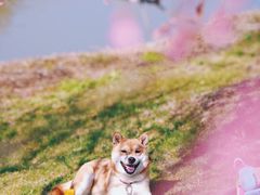 -花开海上生态园
