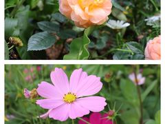-深圳市中科院仙湖植物园