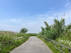 -宁波杭州湾国家湿地公园