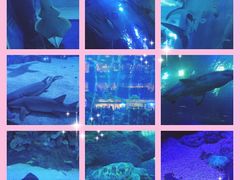 -成都浩海立方海洋公园