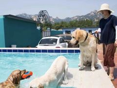 -趣玩宠物乐园寄养训犬训狗游泳池