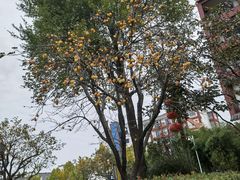 -观唐（国际）度假村温泉