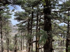 -朱雀国家森林公园